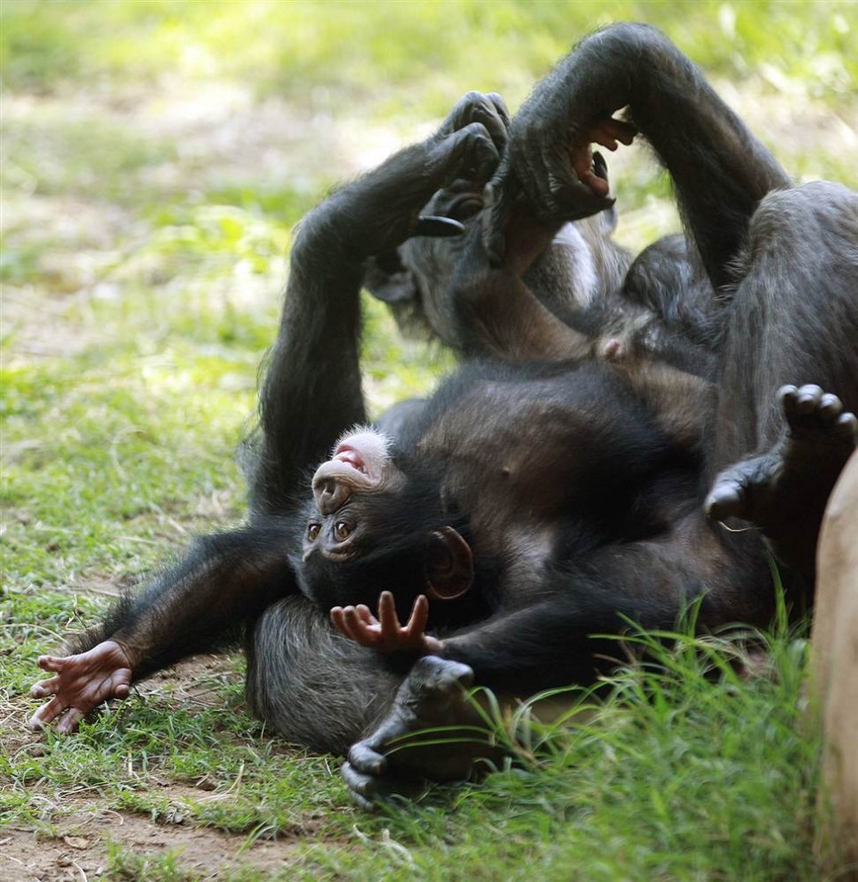 Шимпанзе с яйцами