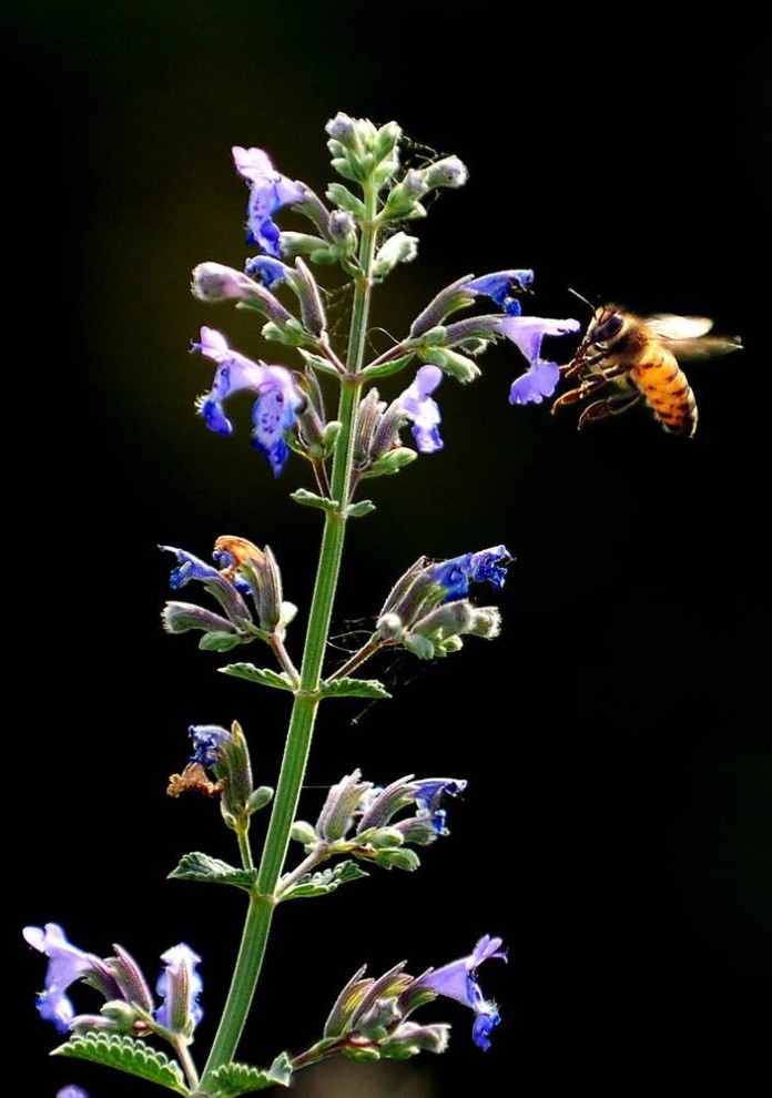 Пчела садится на цветок