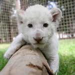 Мексиканский зоопарк показал белого львёнка