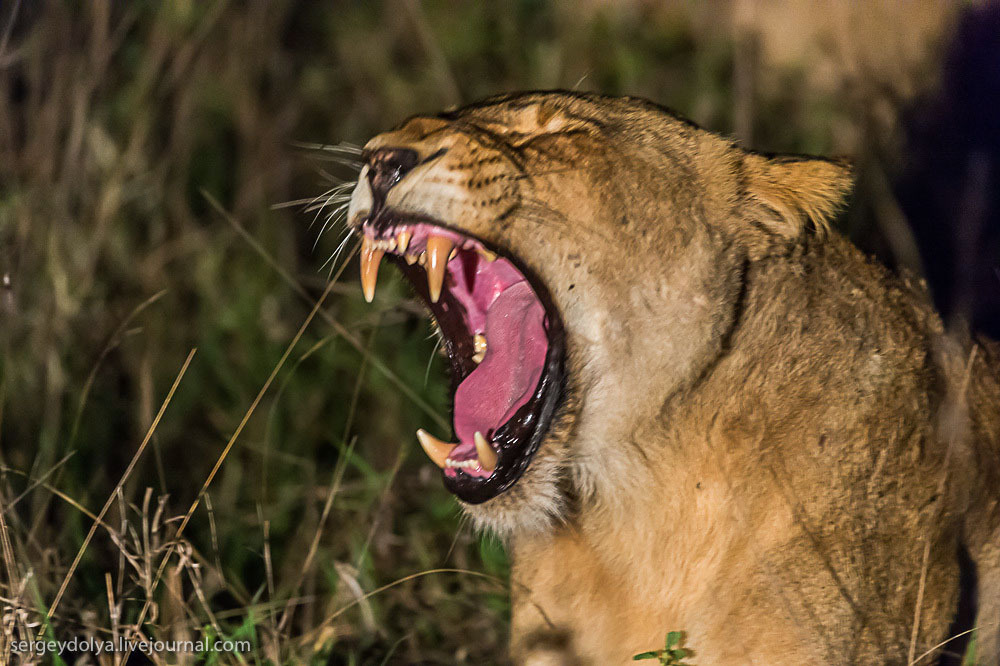 Битва африканских львов