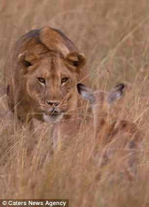 Львица и детеныш антилопы