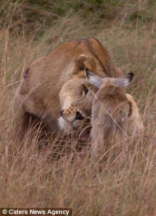 Львица и детеныш антилопы