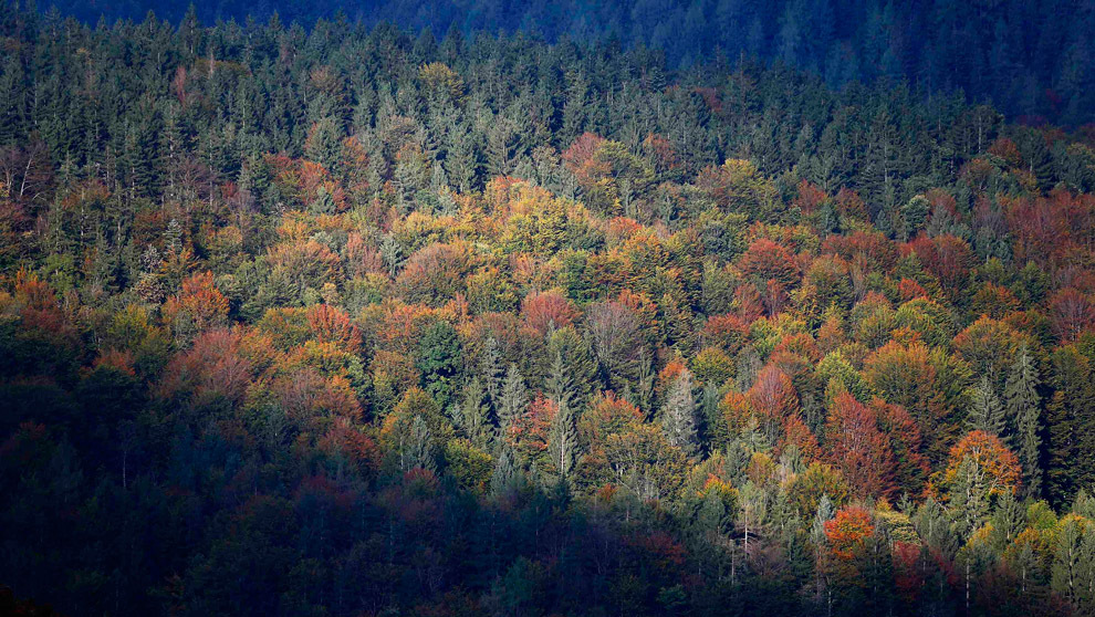 Осенние деревья 
