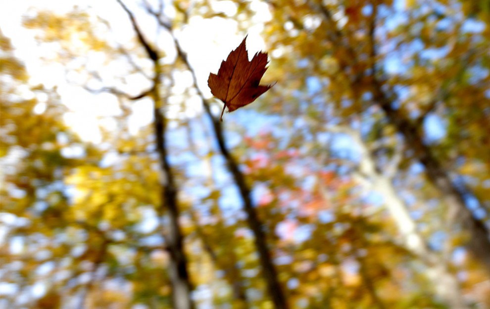 Падающий лист