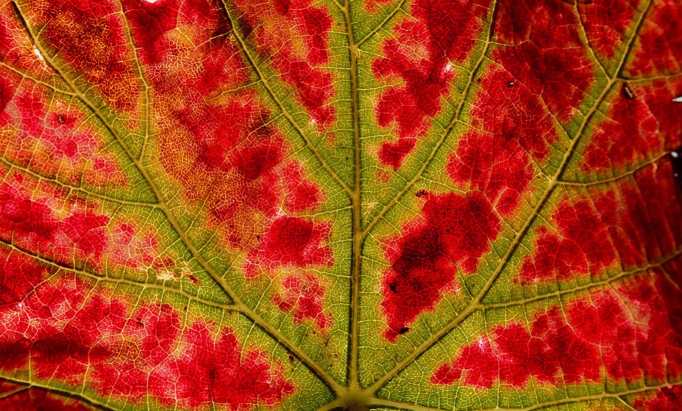 Краснеющий осенний лист
