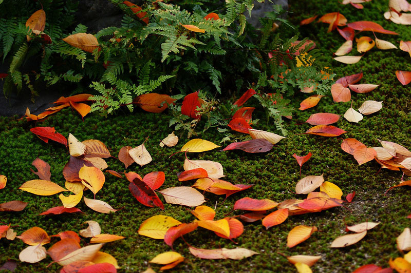 Осенний Киото