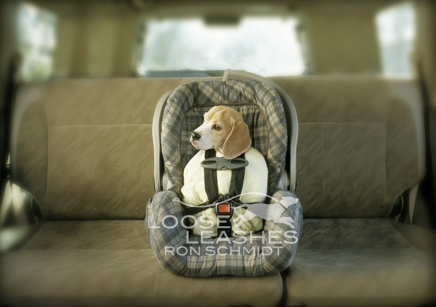 5. Художественные фото собак моделей от фотографа Рона Шмидта.