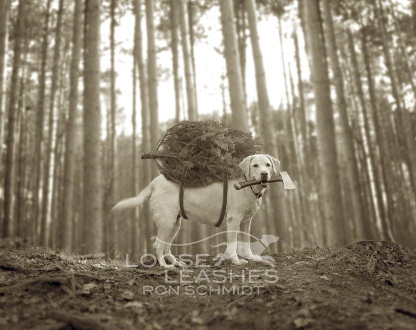 6. Художественные фото собак моделей от фотографа Рона Шмидта.