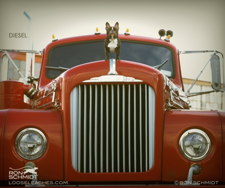 9. Художественные фото собак моделей от фотографа Рона Шмидта.
