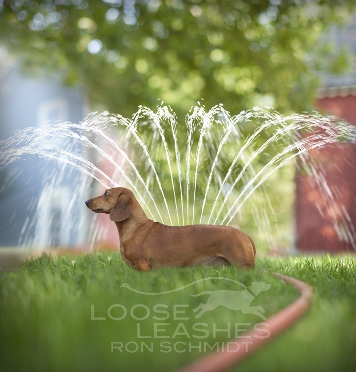 11. Художественные фото собак моделей от фотографа Рона Шмидта.