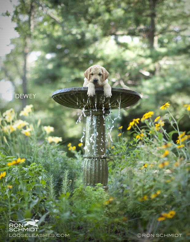 15. Художественные фото собак моделей от фотографа Рона Шмидта.