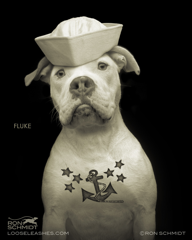 17. Художественные фото собак моделей от фотографа Рона Шмидта.