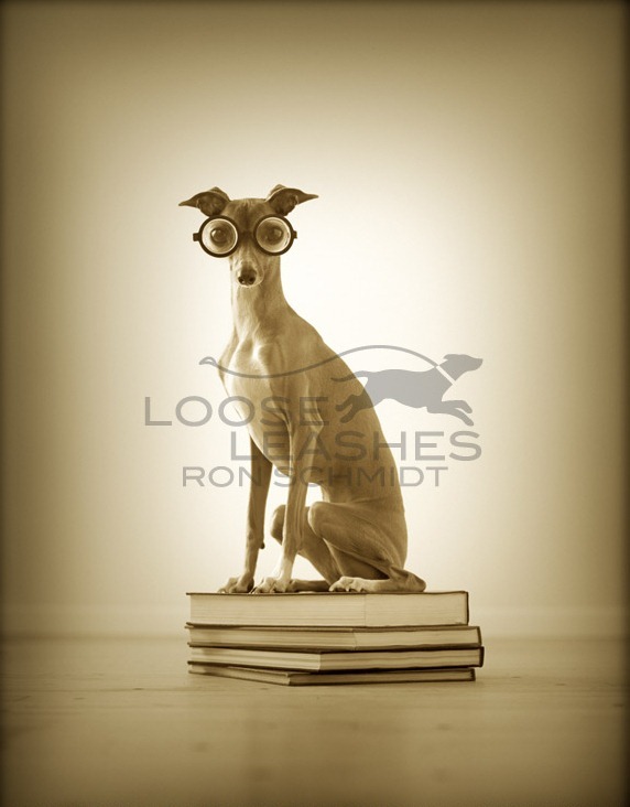 20. Художественные фото собак моделей от фотографа Рона Шмидта.