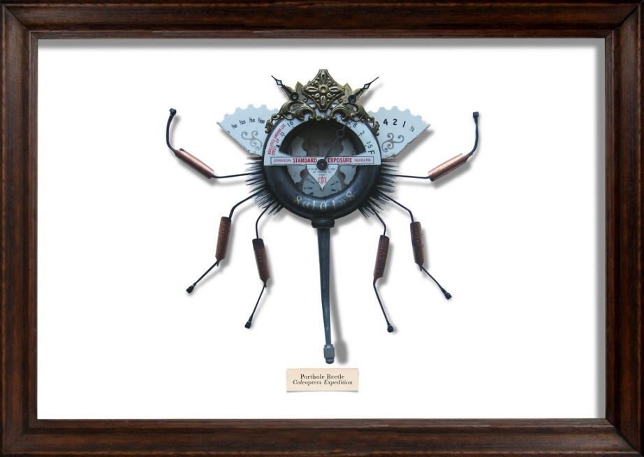 7. Иллюминаторный москит (Porthole Beetle)