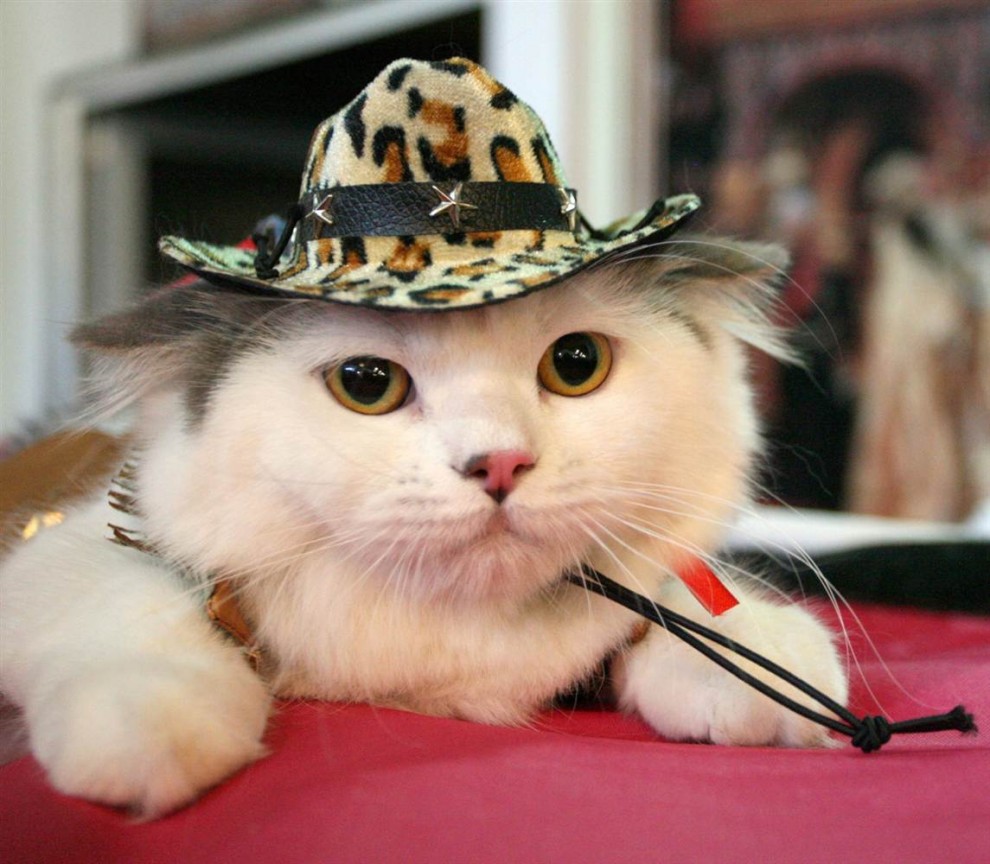 Кошка в шляпке