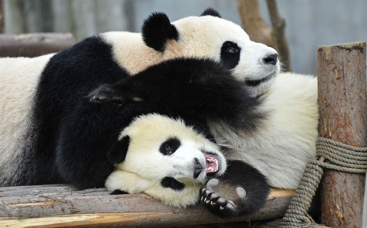 Панды обнимаются