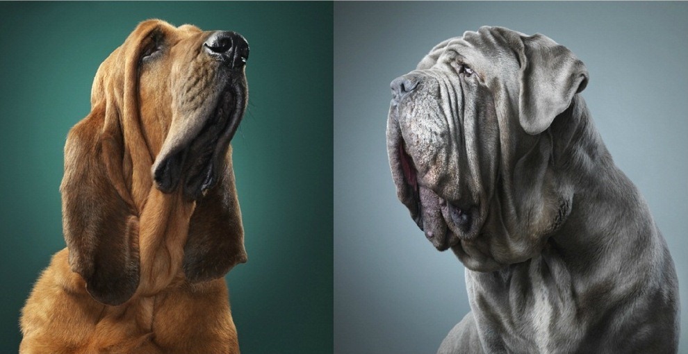 10. Фото из серии «Dogs/Gods». Фотограф: Tim Flach
