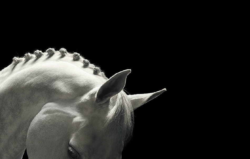 1. Фото из серии «Equus». Фотограф: Tim Flach