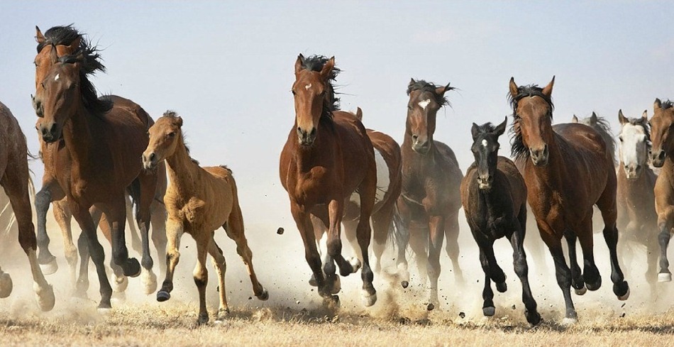 6. Фото из серии «Equus». Фотограф: Tim Flach