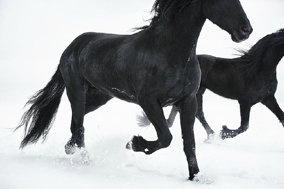 14. Фото из серии «Equus». Фотограф: Tim Flach