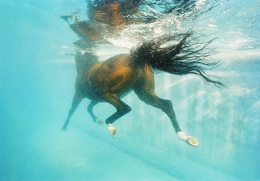 17. Фото из серии «Equus». Фотограф: Tim Flach