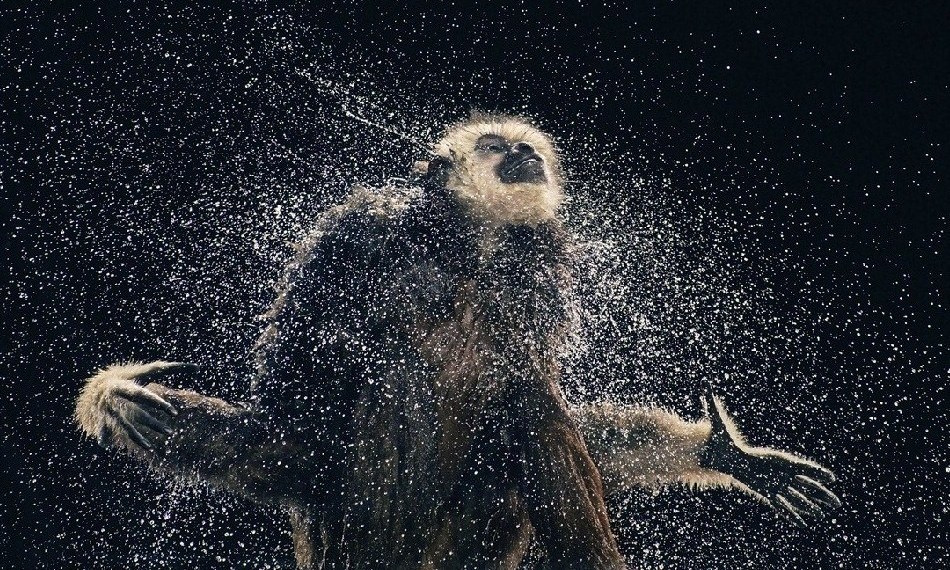 5. Фото из серии «Больше чем человек» (Tim Flach)