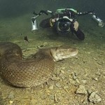 Фотограф заснял анаконду под водой