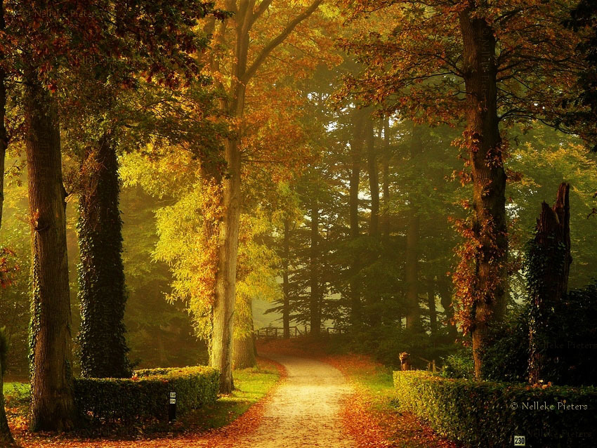 Осенний пейзаж. (Nelleke Pieters)