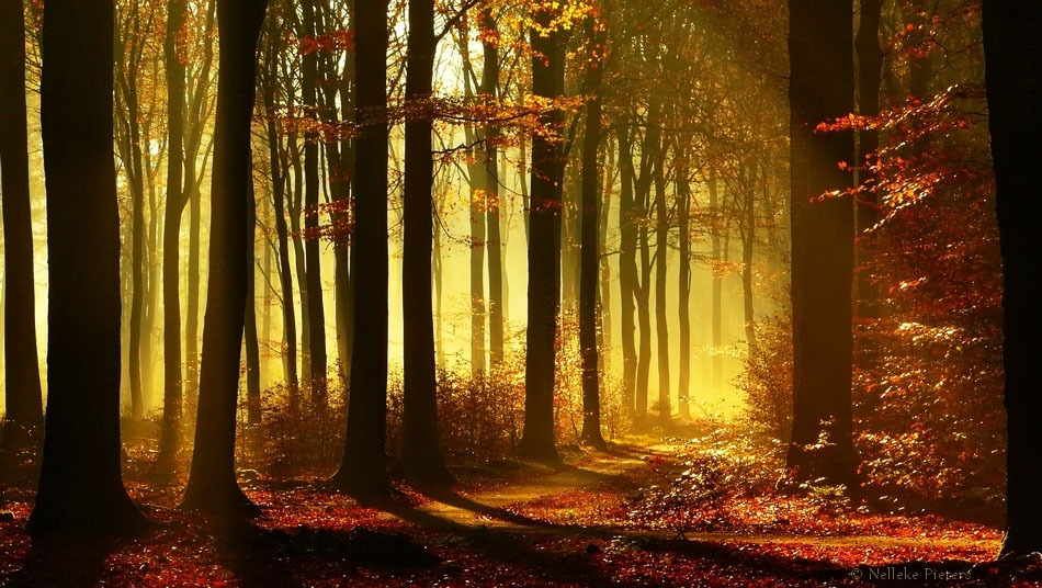 Осенний пейзаж. (Nelleke Pieters)