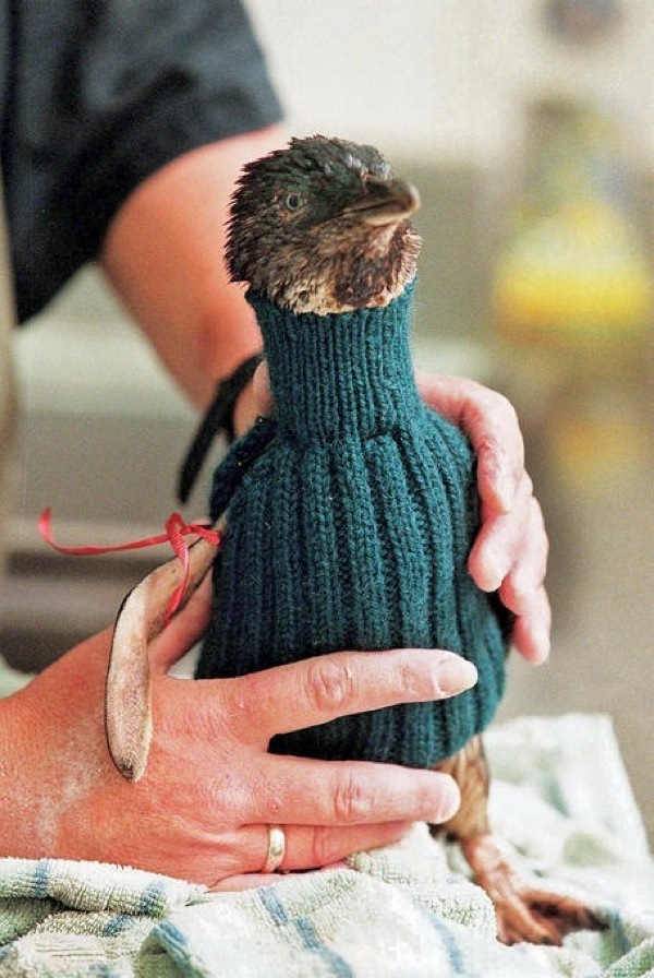 Пингвины в свитерах