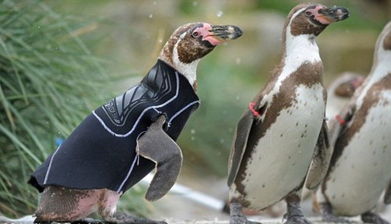 Пингвины в свитерах
