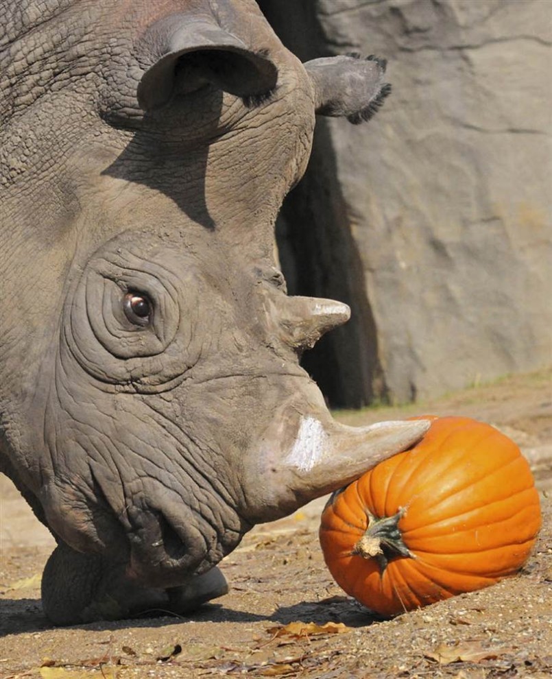 Носорог в зоопарке