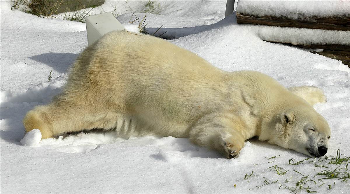 Белый Медвежонок лежит