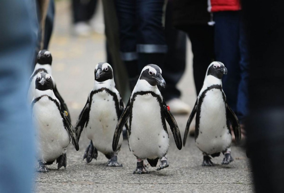 Очковые пингвины