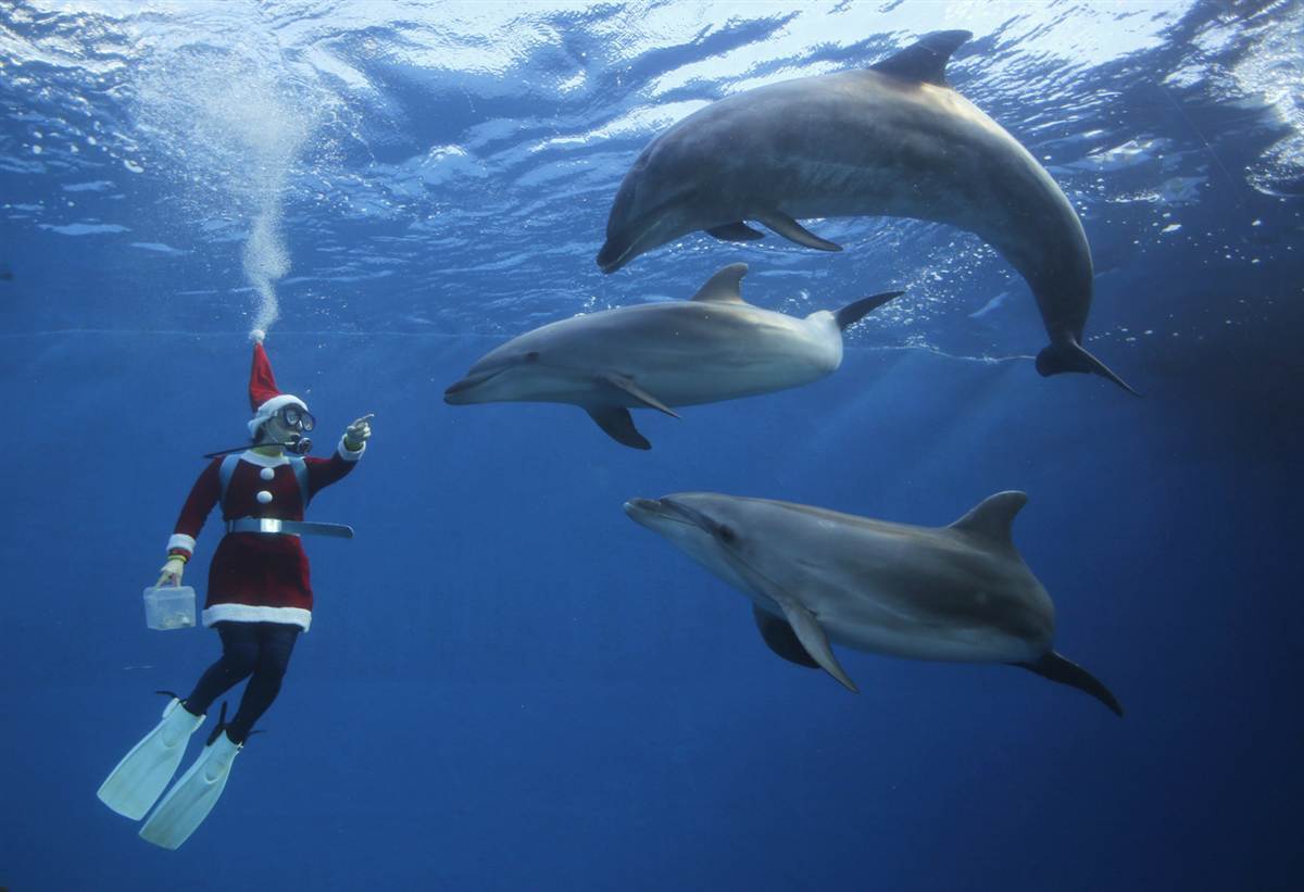 Дельфины и Санта
