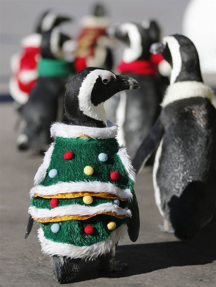 Пингвины в рождественских костюмах