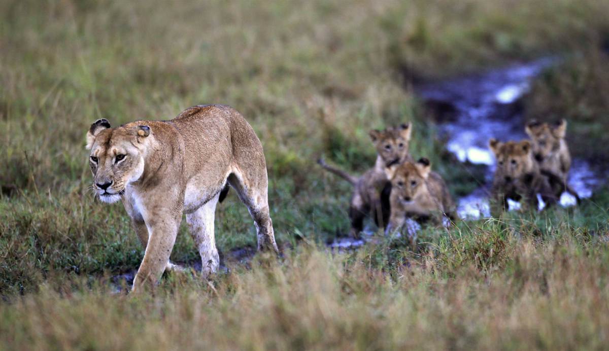 Львица с детёнышами