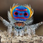 Красочный паук-павлин