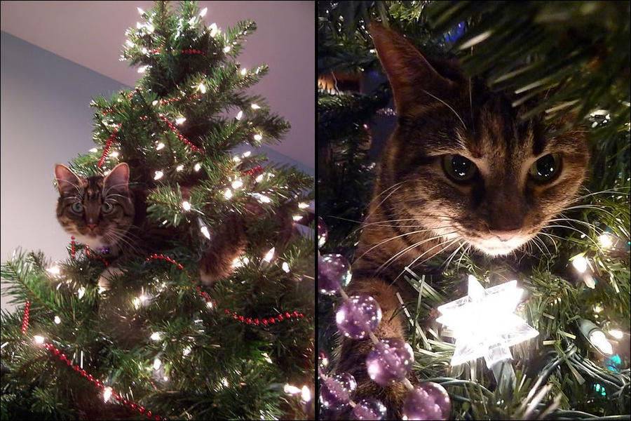 Кошки и новогодние елки