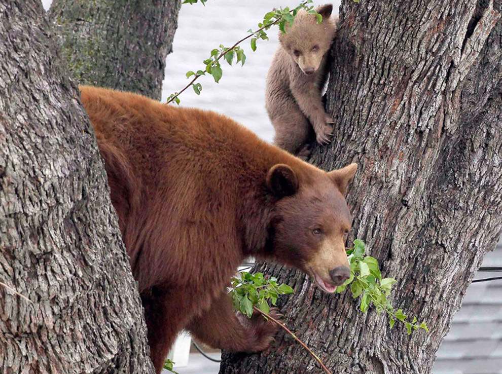 Медведица и два медвежонка