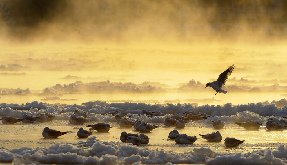 Птицы на замёрзшей реке