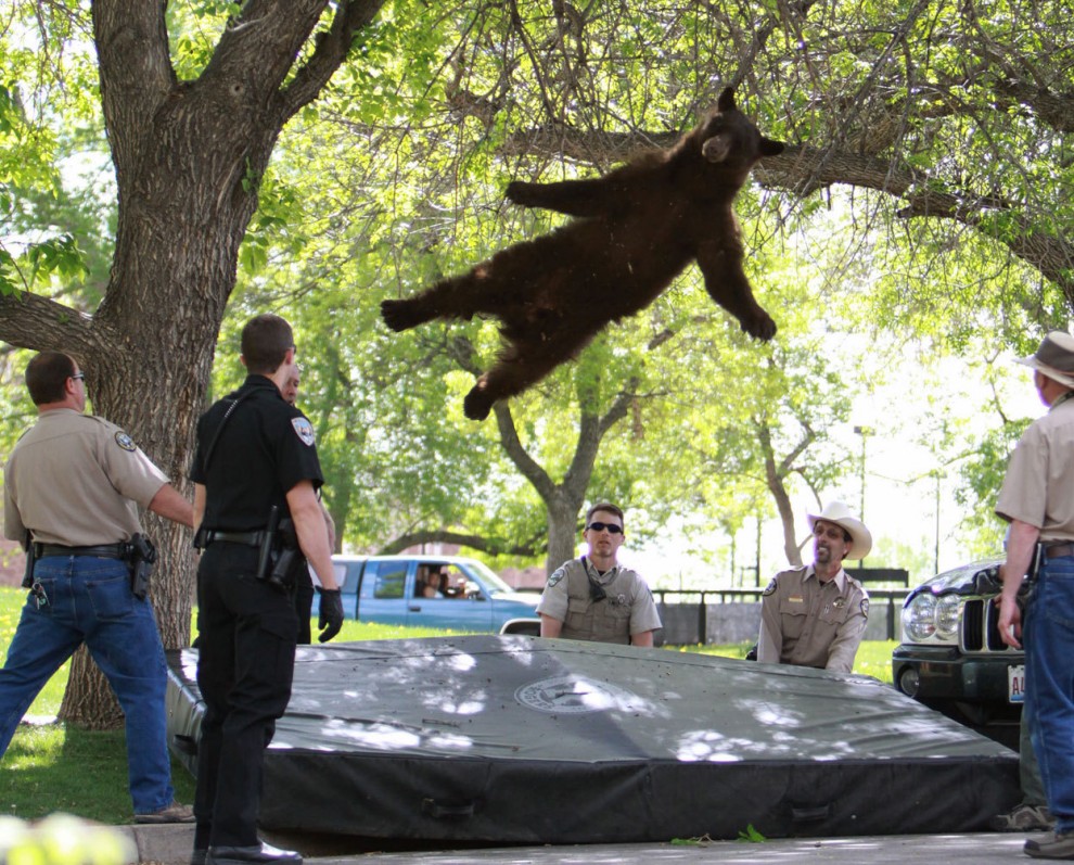Падающий медведь