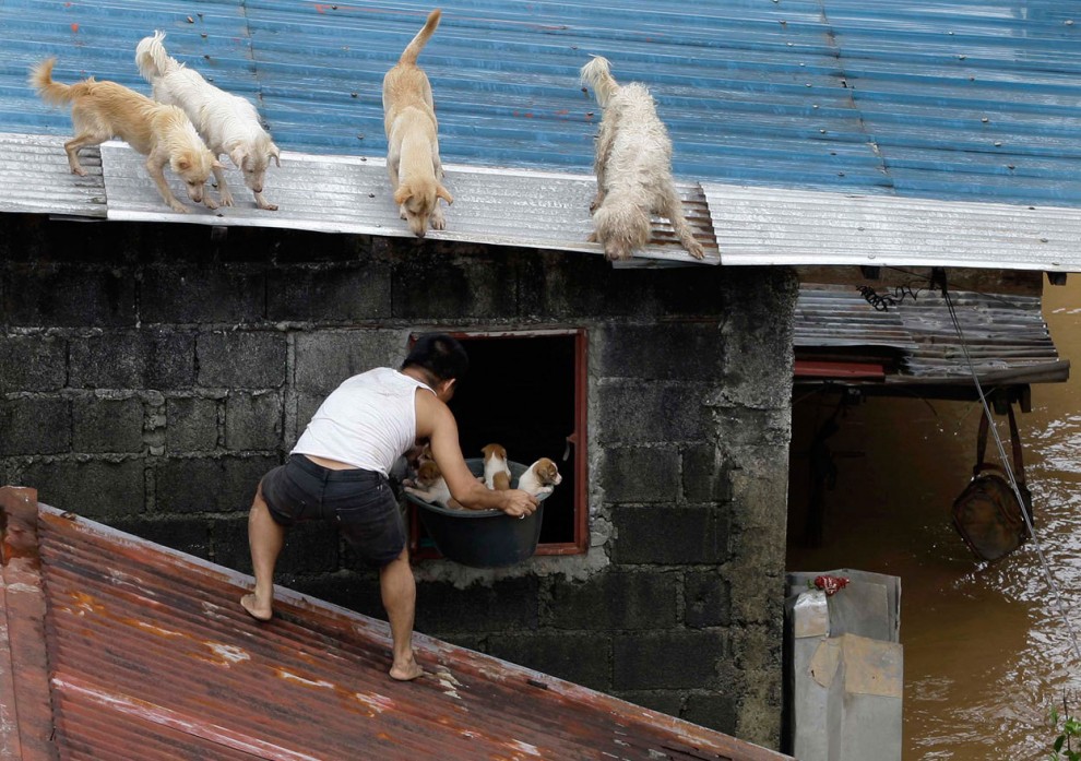 Собаки на крыше