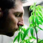 В штате Вашингтон легализовали марихуану