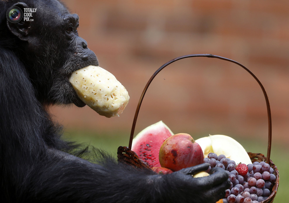 Шимпанзе ест ананас из корзинки с угощением, подаренной на Рождество, в зоопарке в Рио-де-Жанейро. 
