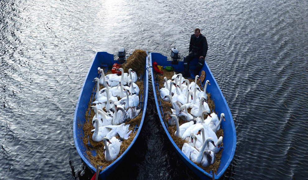 Лебеди в лодке