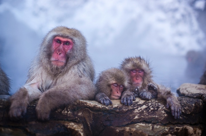 Снежные обезьяны