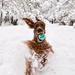 Собаки в снегу