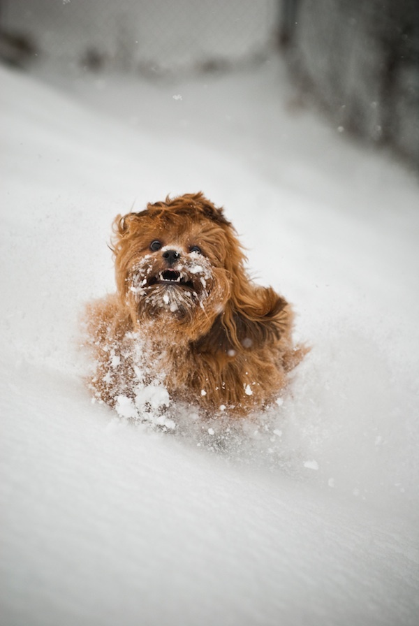 Собаки на снегу