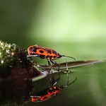 Улитки и насекомые в макрофотографиях Вадима Трунова